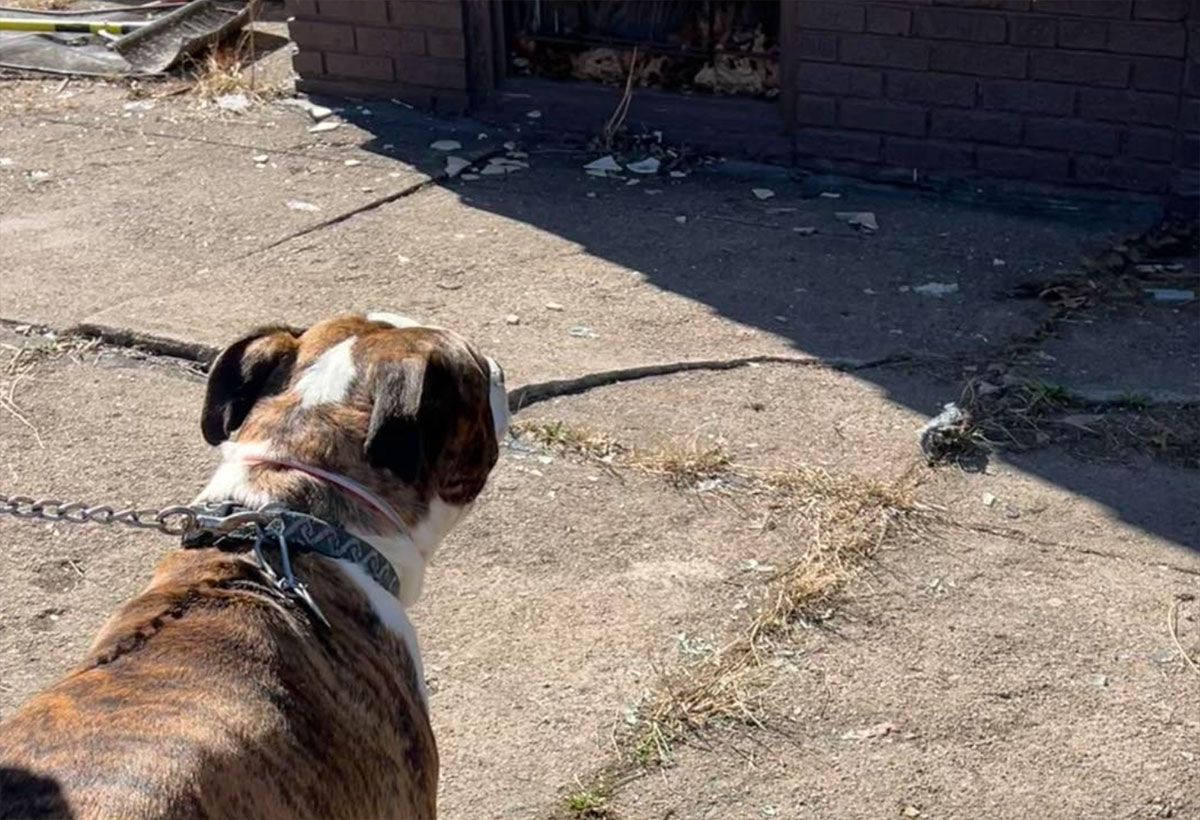 男性が火事から女性を救出、男性の愛犬が女性の愛犬を救出