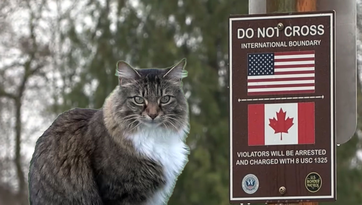 パスポートって何？カナダとアメリカの国境を自由に飛び越える猫、獲物の密輸も繰り返す