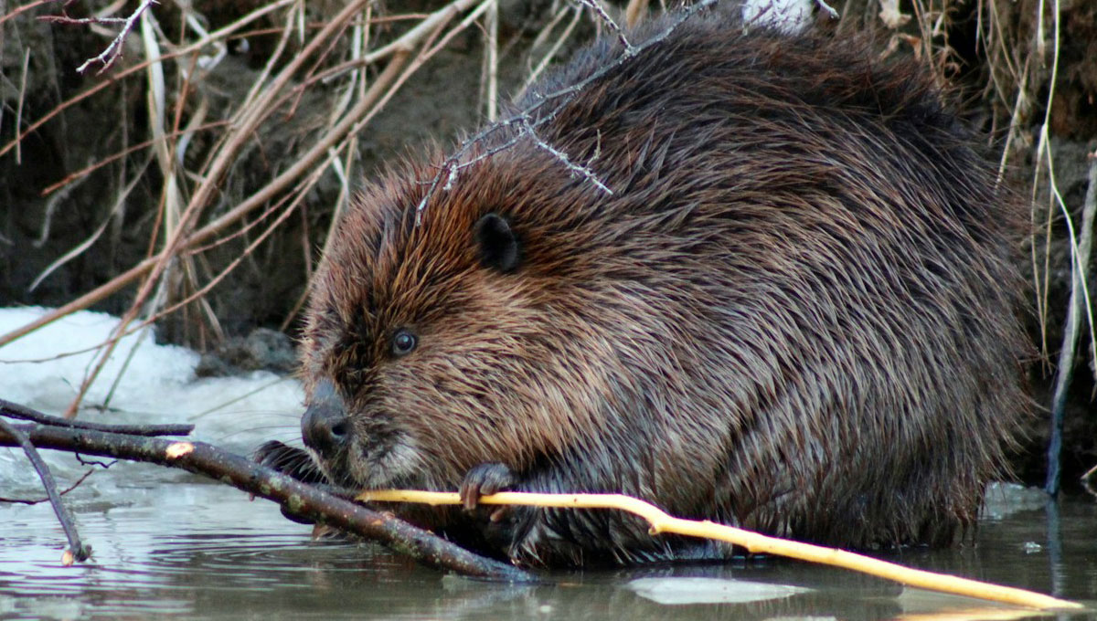 気候変動抑制の最終兵器はビーバかもしれない。ダム作りで大量の炭素を吸収