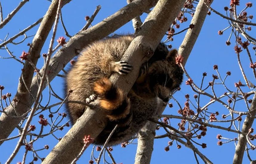 在一头扎进瓶子的状态下爬上树的浣熊的救出剧