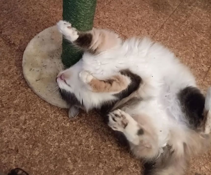 披萨的送货员遇到了徘徊的猫，作为最好的小费接受