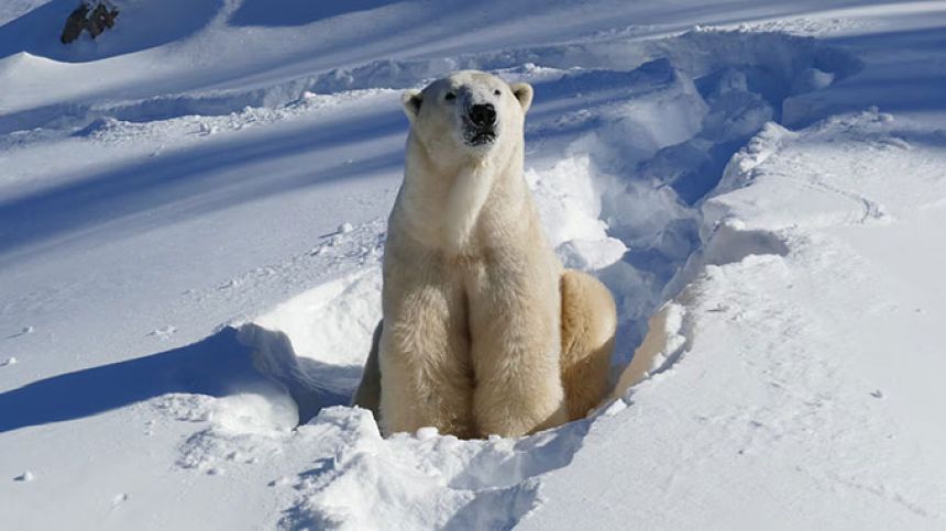 向只懂法语的北极熊派遣翻译。一直支撑生活直到学会英语