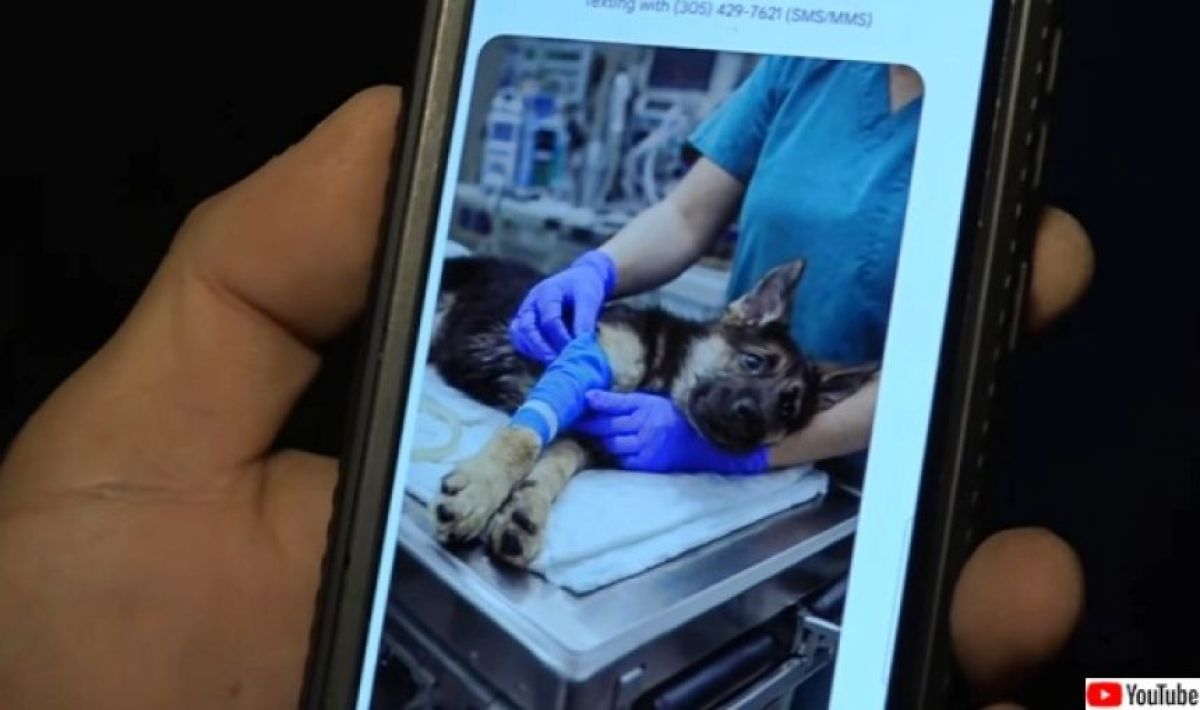 行方不明のペットのAI生成画像を送りつける詐欺事件が発生（アメリカ）