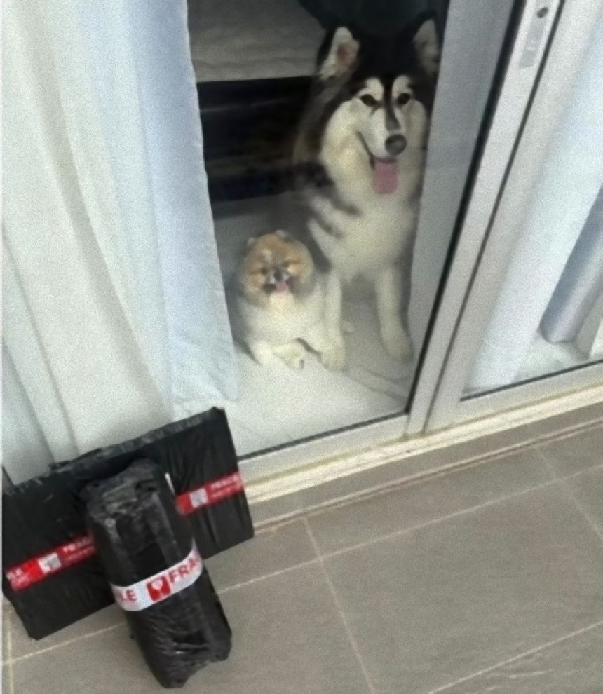 这样哭！负责人最后一天，对等待送货员的3条狗们传达了感动的信息