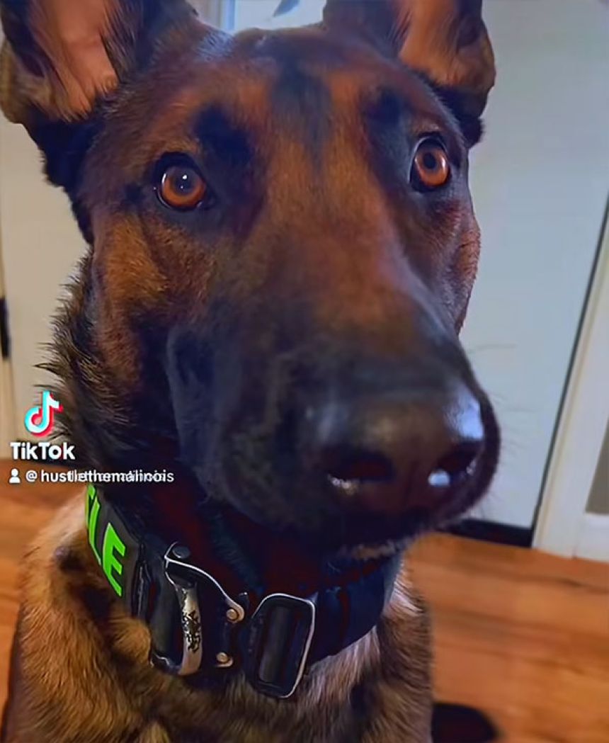 动物医院的猫，闭院后的失踪事件的谜专业的探知狗解决！