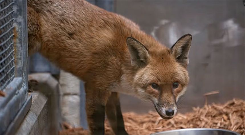 亡命？登上英国货船的狐狸到美国获得永久居住权