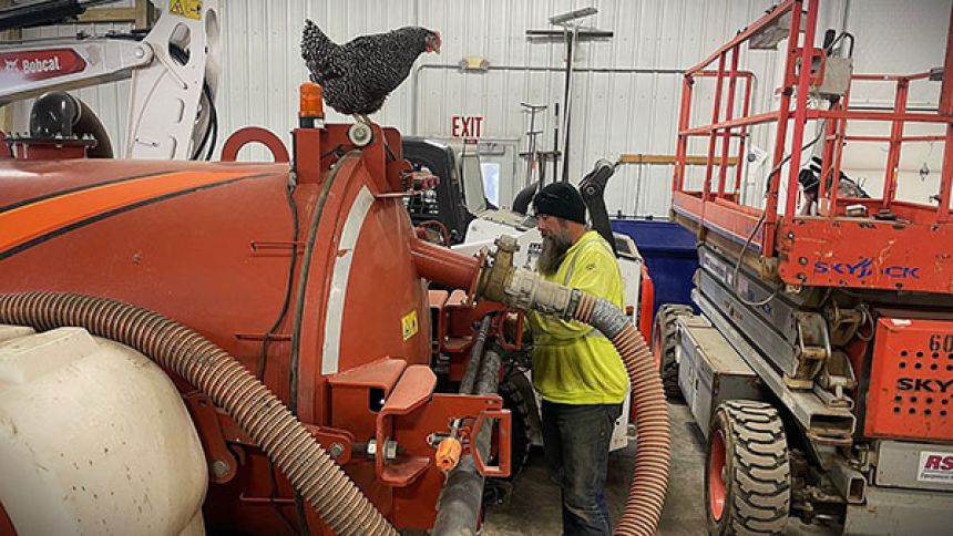 误入市事业所的母鸡，就这样坐着做职员。用鸡蛋来报恩