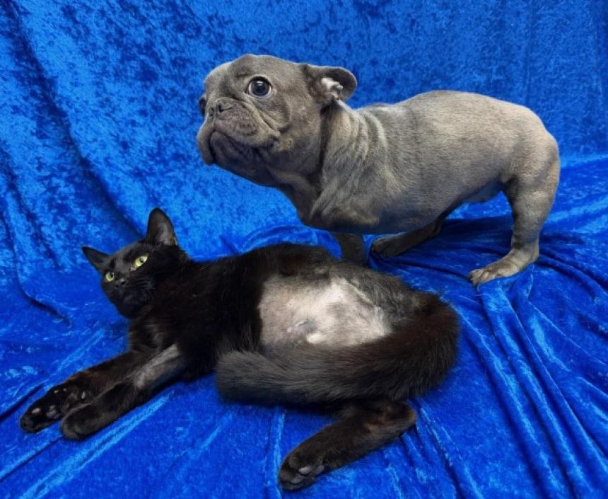 三条腿的小狗和三条腿的小猫命运的相遇。对跨越了种子之墙的挚友