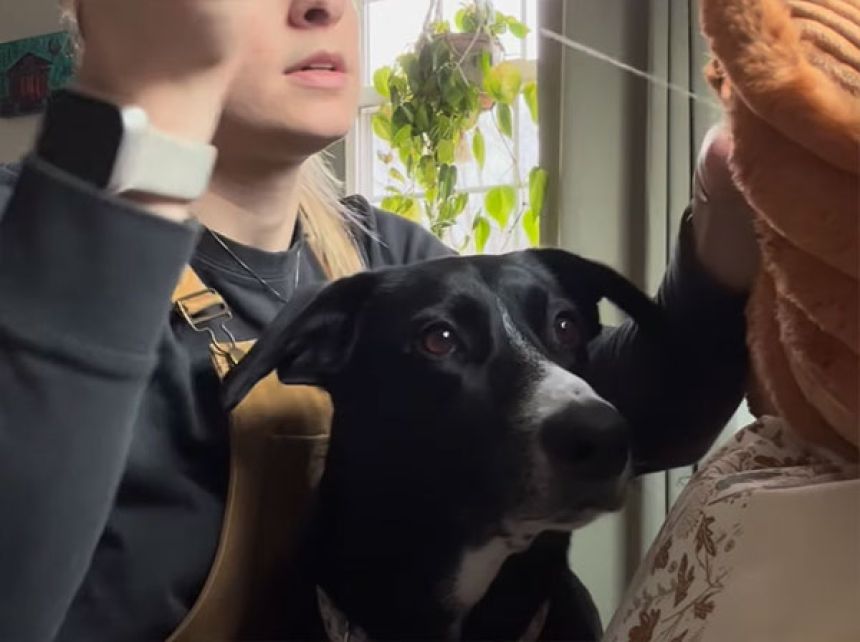 开始缝纫的时候，爱犬每次都带着布娃娃，要求紧急手术的可爱