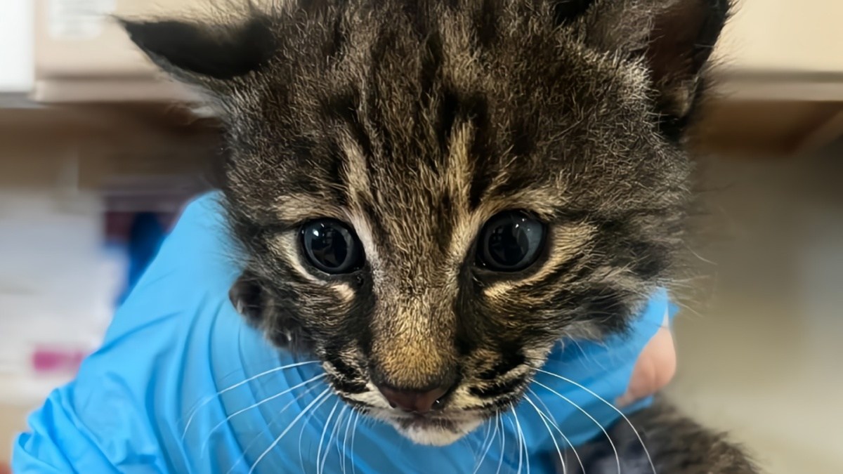 猫だと思ったら… 消防士が山火事から救ったのはボブキャットの赤ちゃん！
