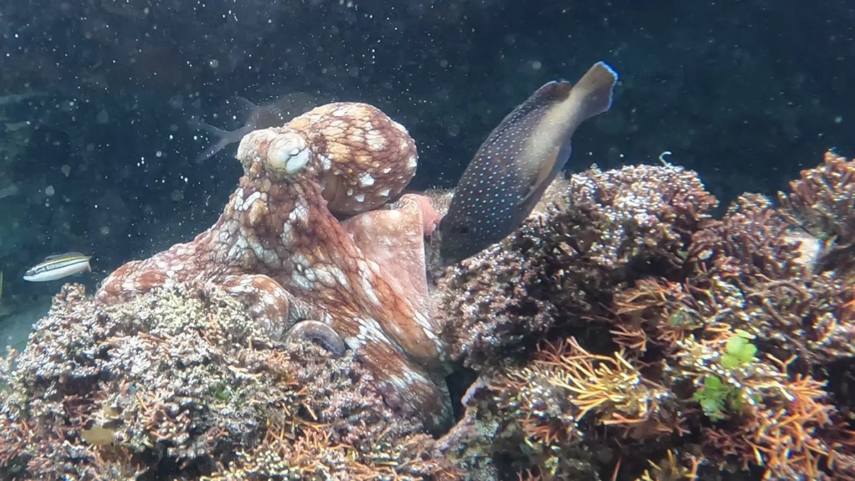 売られた喧嘩は買う。タコは血気盛んな縄張り意識の高い魚に対してのみ、腕でひっぱたく