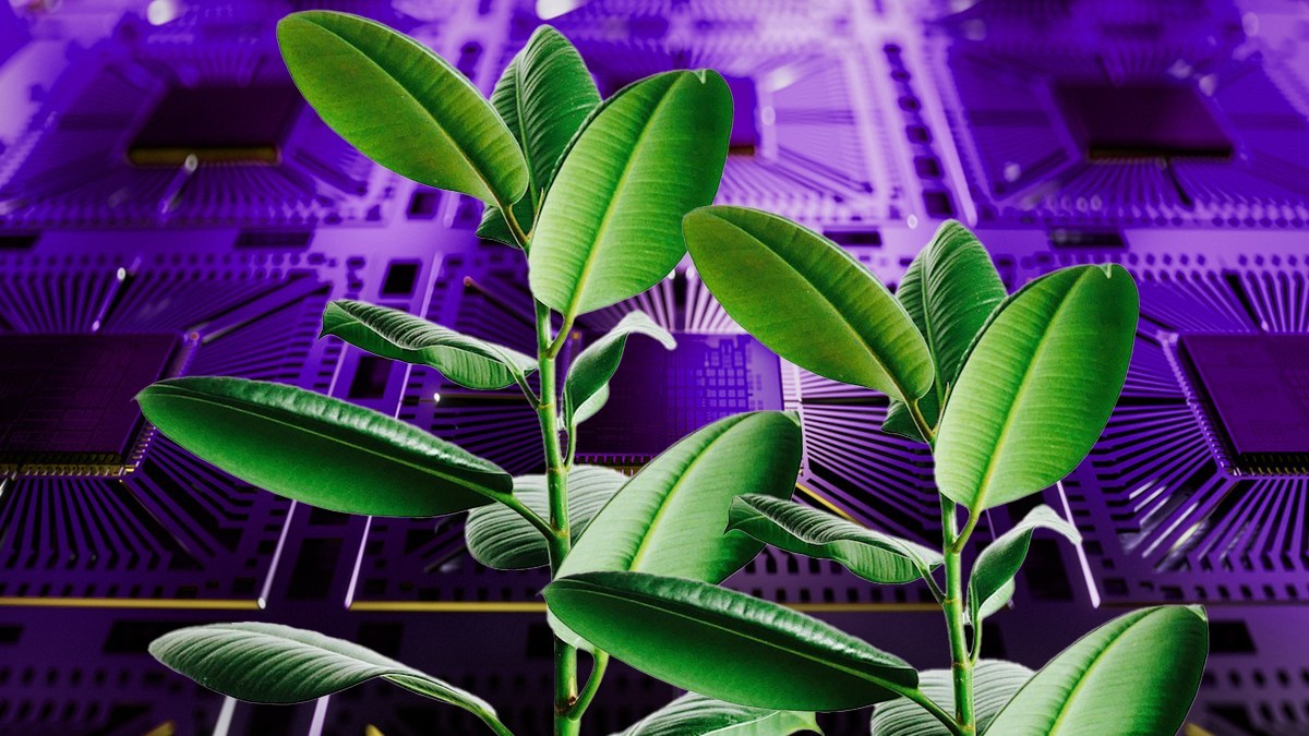 生きた細菌を「トランジスタ」に見立てた生体回路を開発、植物への応用を目指す
