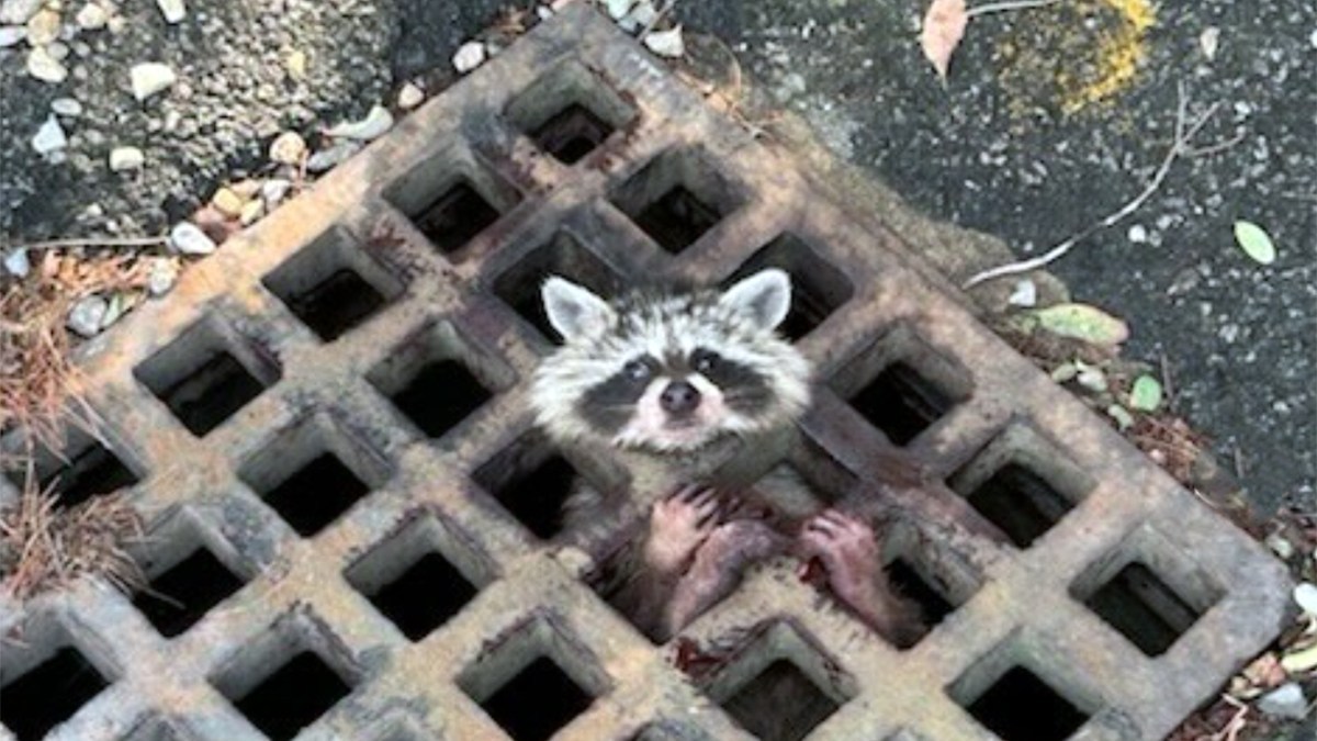 またやっちっち。排水溝の格子に頭が挟まったアライグマを総出で救出（アメリカ）