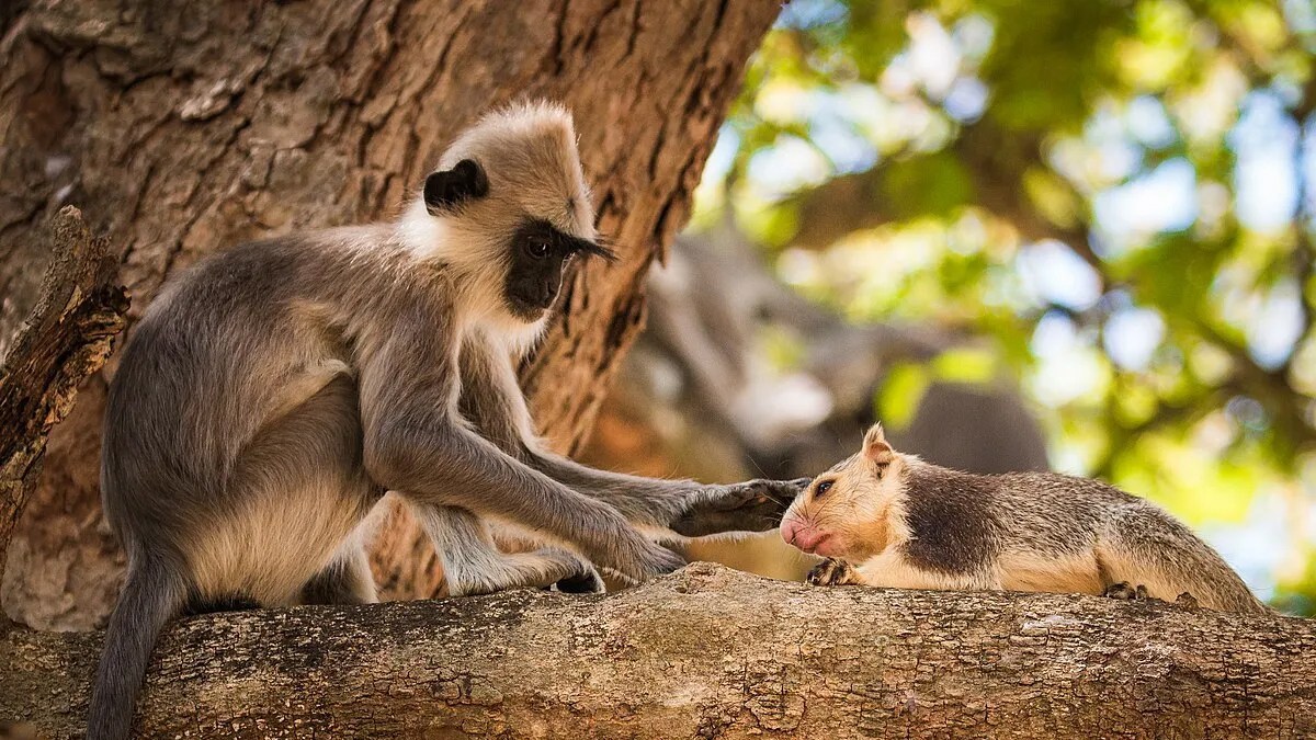 サルは異種の動物をかわいがろうとする。人間がペットを飼う理由につながっている可能性