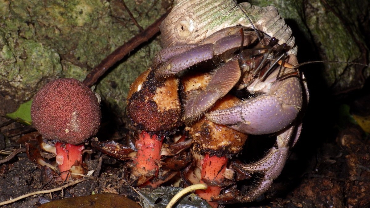 寄生植物の種子を運んでいたのはオカヤドカリの仲間だった（日本研究）