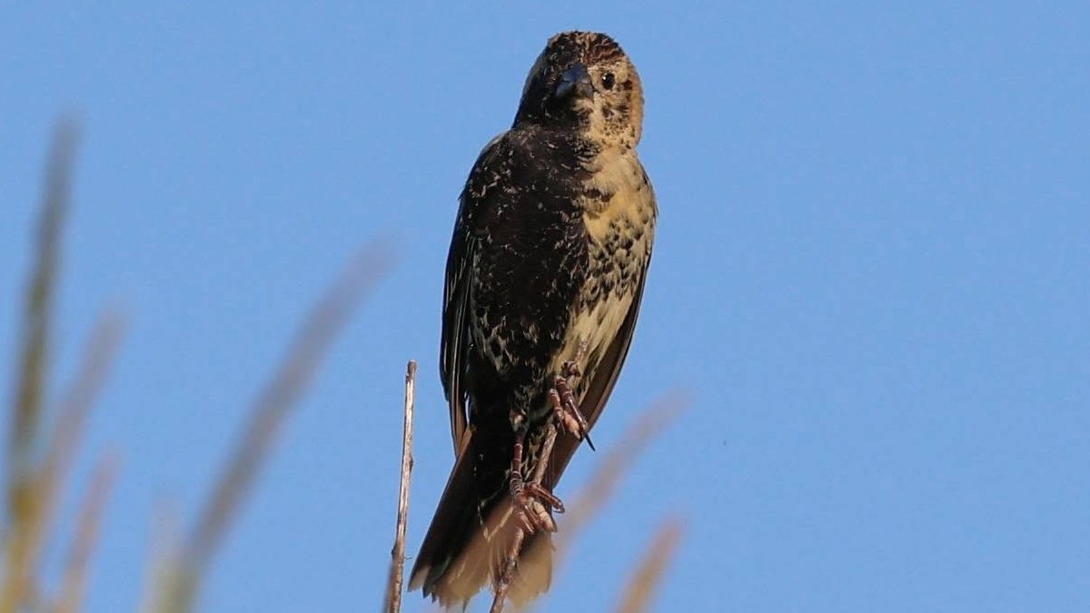 半分オスで半分メス。雌雄モザイクの鳥がメスと結ばれヒナが誕生
