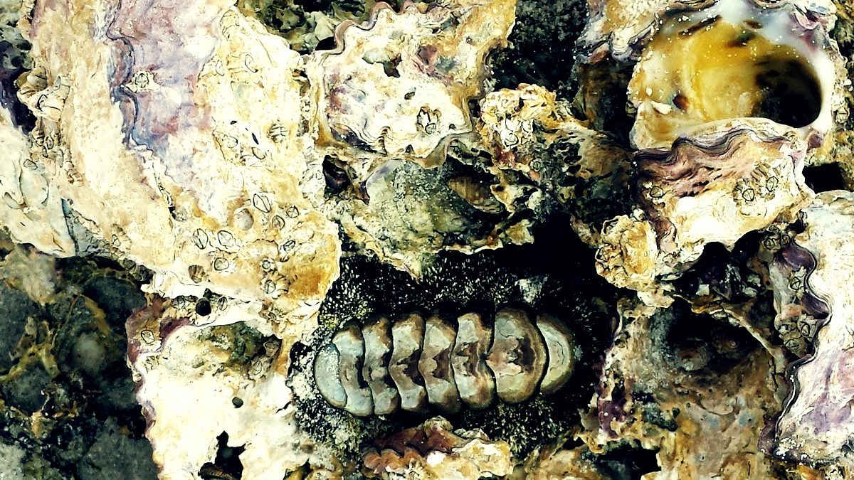 南極にあった巨大山脈が、生物の爆発的進化「カンブリア爆発」を後押し