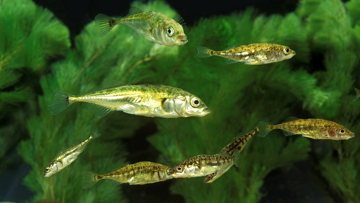 東日本大震災で交雑した2種の魚、10世代を経てほぼ元の種に戻っていた