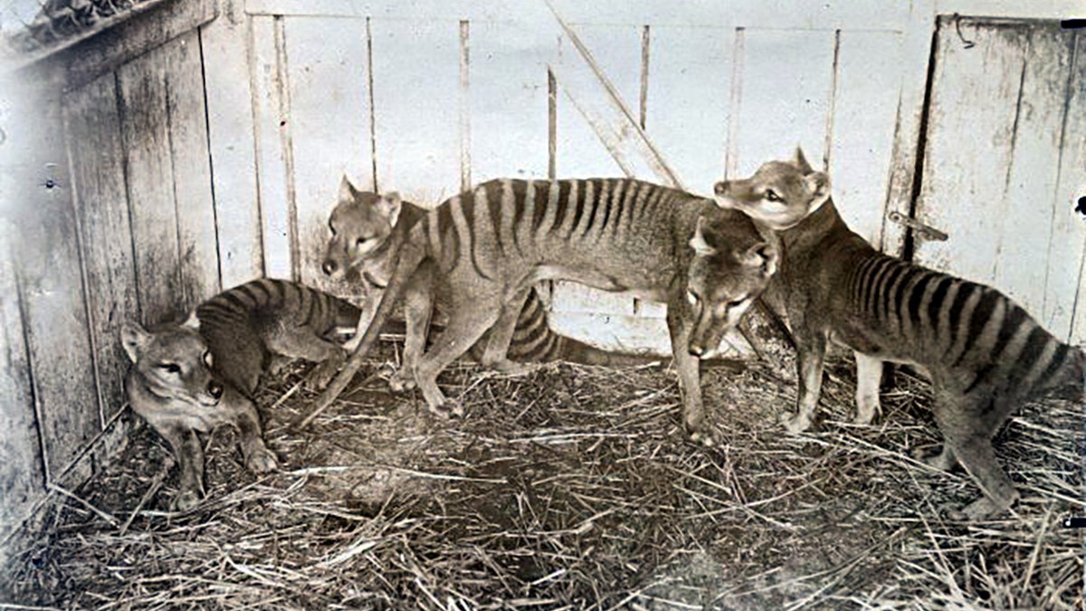 タスマニアタイガーは羊を襲う獰猛な捕食者ではなかった。人間の濡れ衣により絶滅