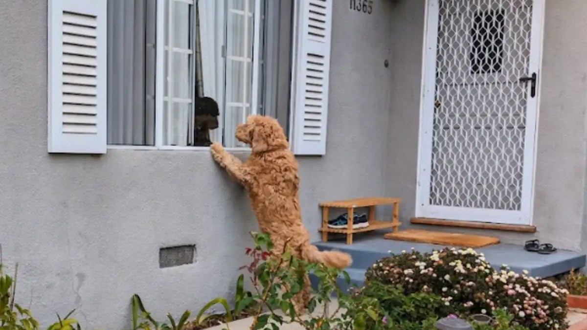 引っ越してすぐ、真っ先に挨拶に来た隣人の犬のコミュ力の高さにびっくり！