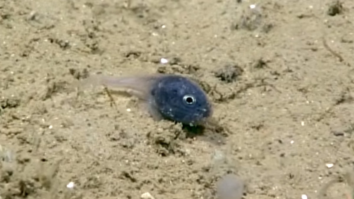 深海で発見された正体不明のとてつもなく小さくてかわいい「ちいかわ」な魚
