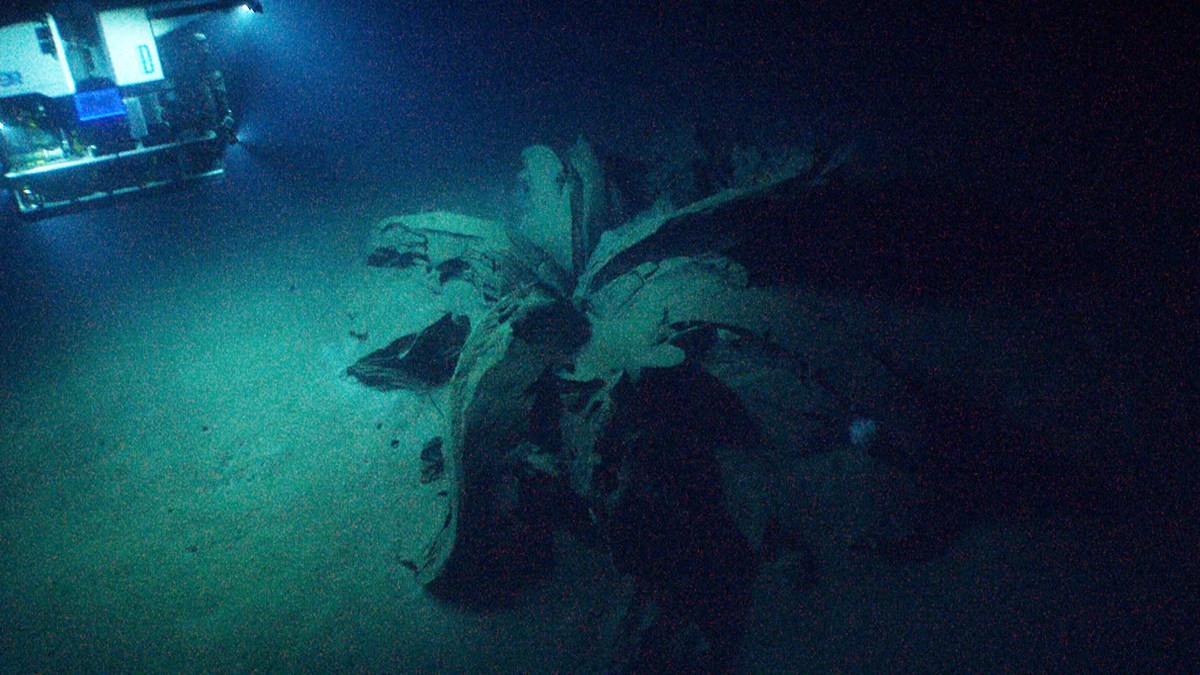 深海1900mに咲く巨大な花「タールリリー」とは？