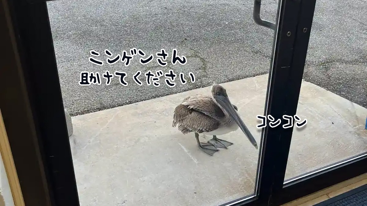 コンコン！助けてください。釣り針で傷ついたペリカンがドアをノックし人間に助けを求める