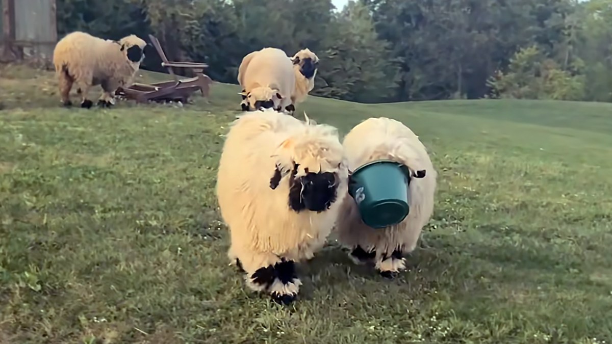 バケツがとれな～い！友達が飼い主のところまで誘導。やさしくてかわいい黒白羊たちの日常
