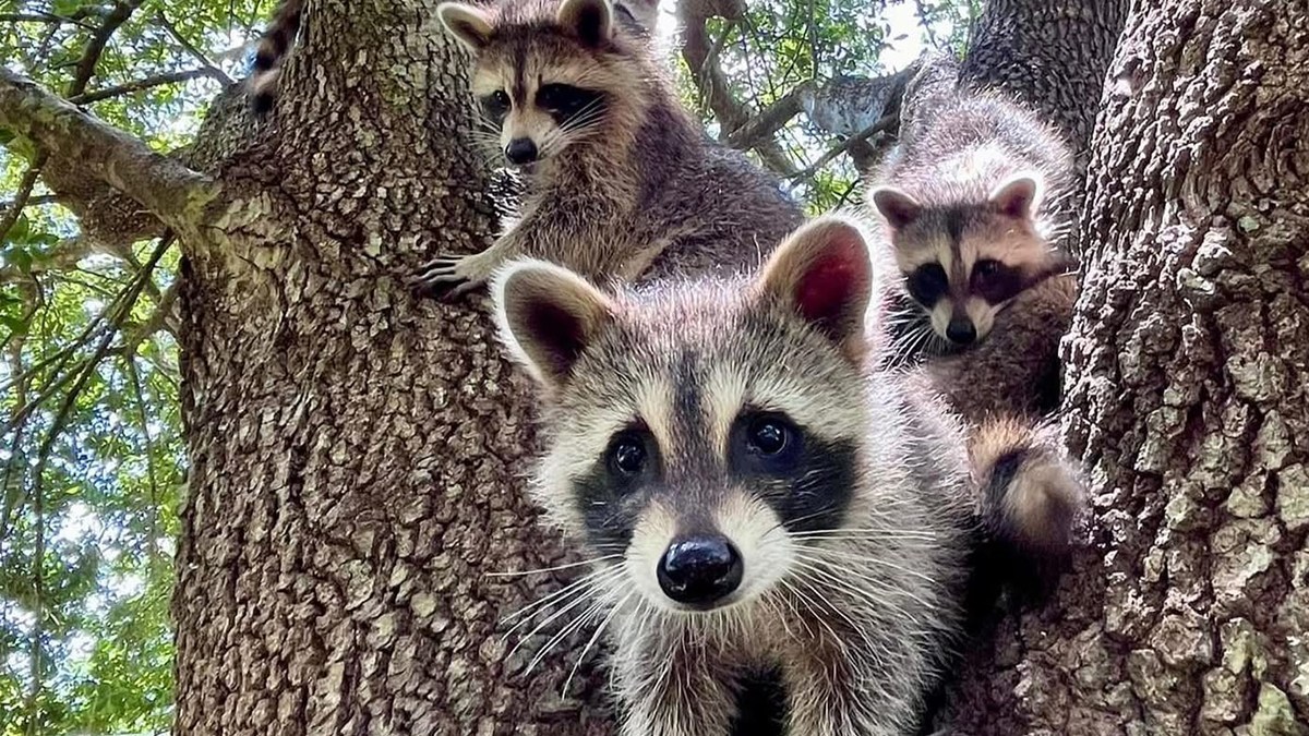 孤児となったアライグマたちを野生に返すためのブートキャンプ（アメリカ）