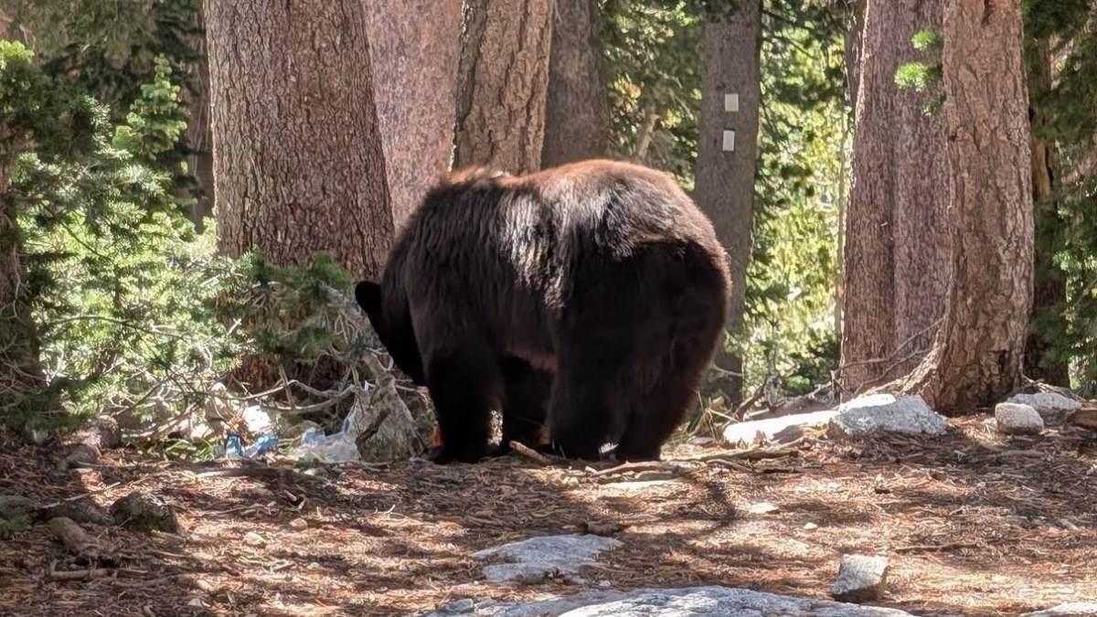 米国立公園のクマが殺処分。原因は人間の無責任な行動にあると公園側が強く指摘