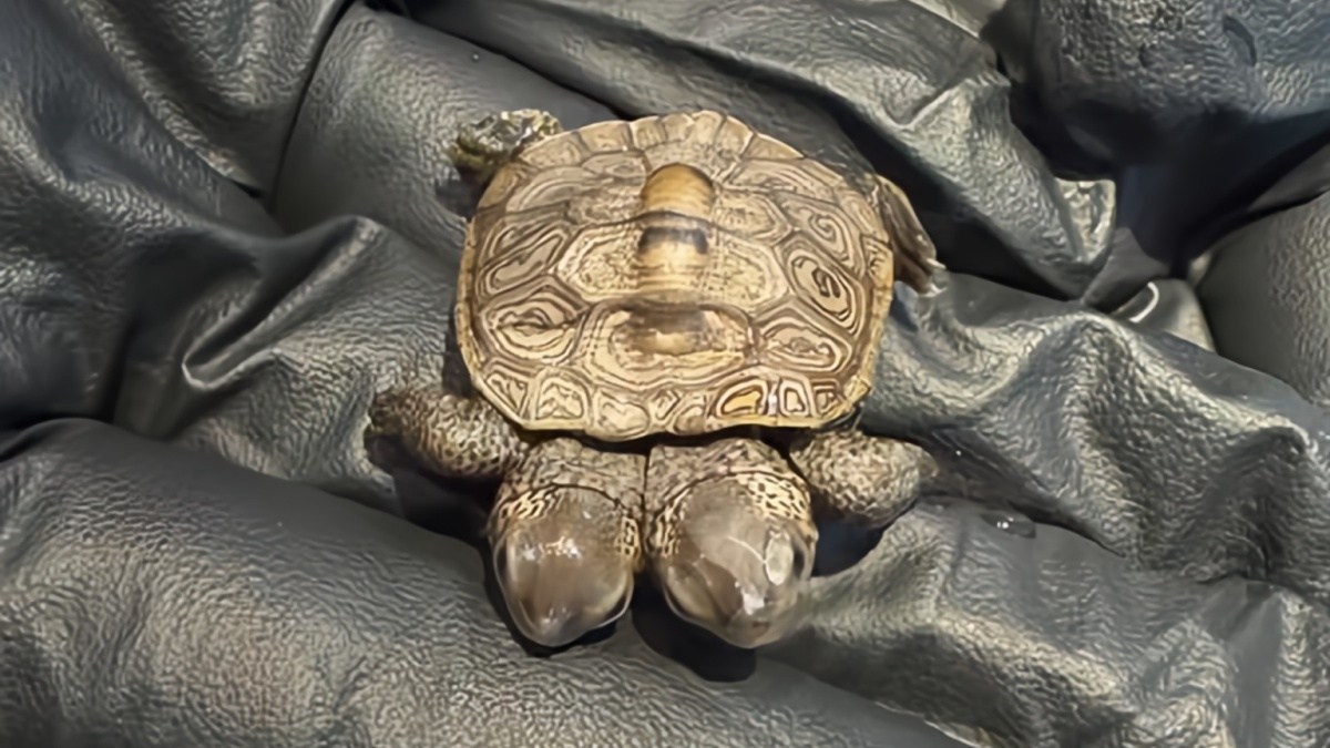 餌も食べた！双頭のカメの赤ちゃんがアメリカで発見される