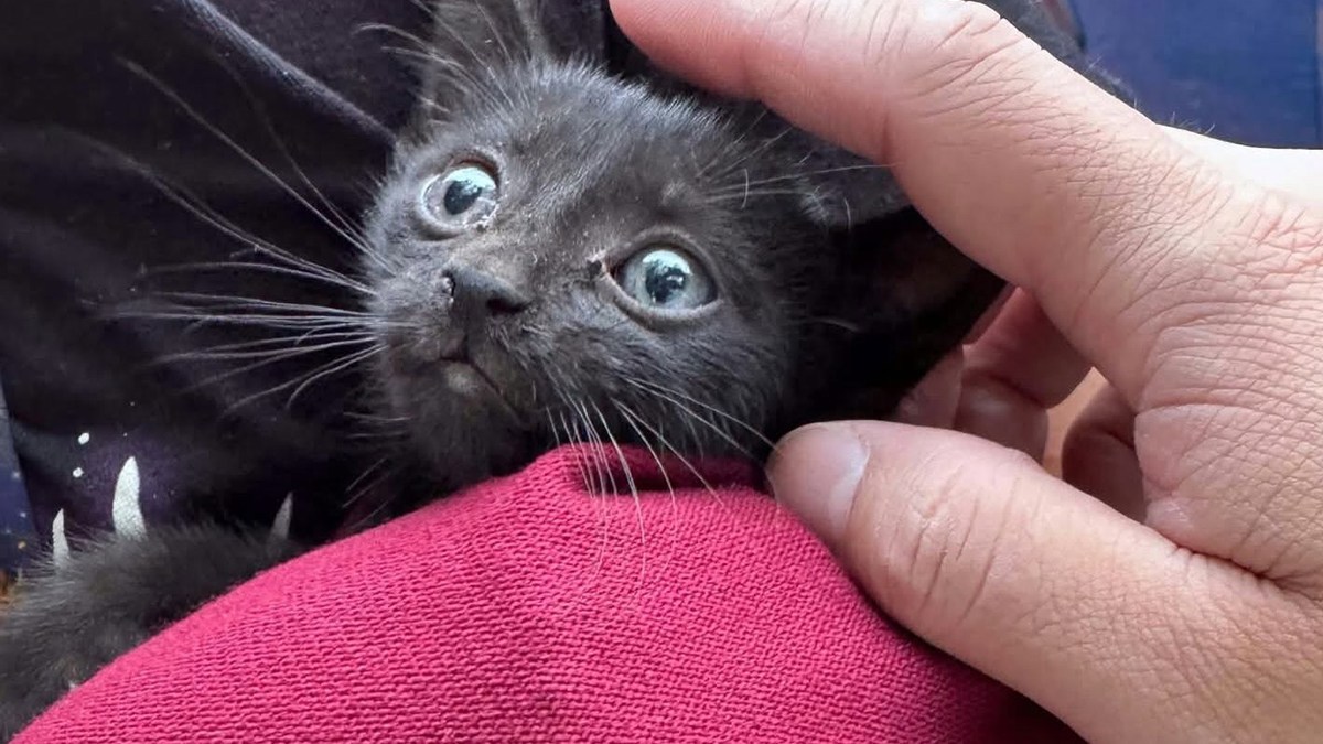 車に挟まった小さな黒猫が、ハロウィンに結婚記念日を迎える夫婦に幸せをもたらす