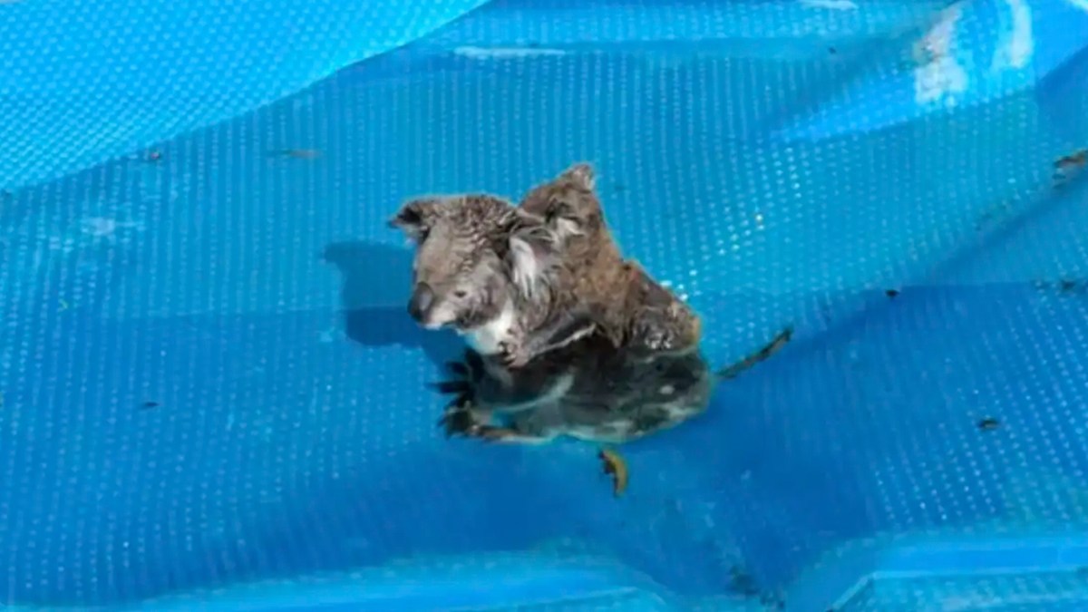 我が子を背負ったコアラの母がプールで水没寸前のところ2匹とも無事救助