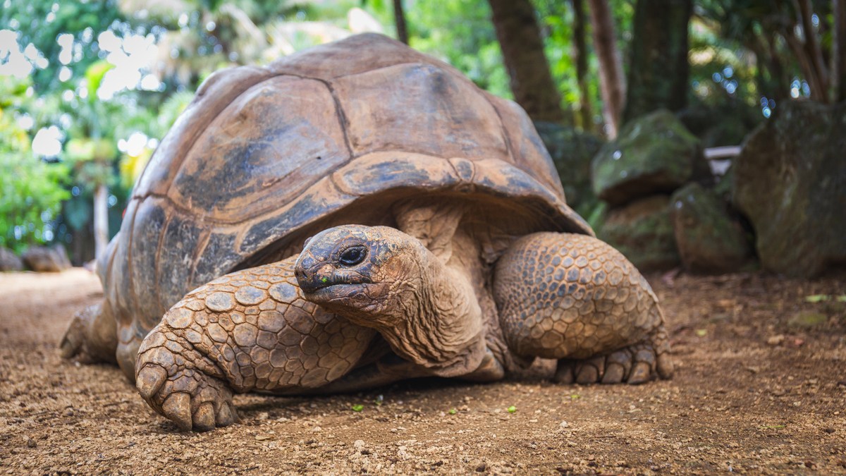 うれしいニュース。絶滅寸前だったセーシェルのゾウガメが18万頭に増え、国の人口を上回る
