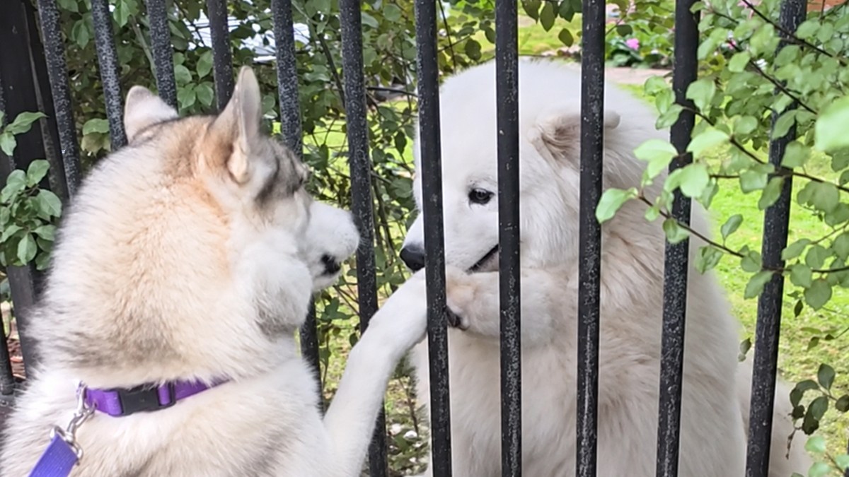 同じニオイがする！引っ越し先で出会ったサモエドに一目ぼれしたハスキー犬