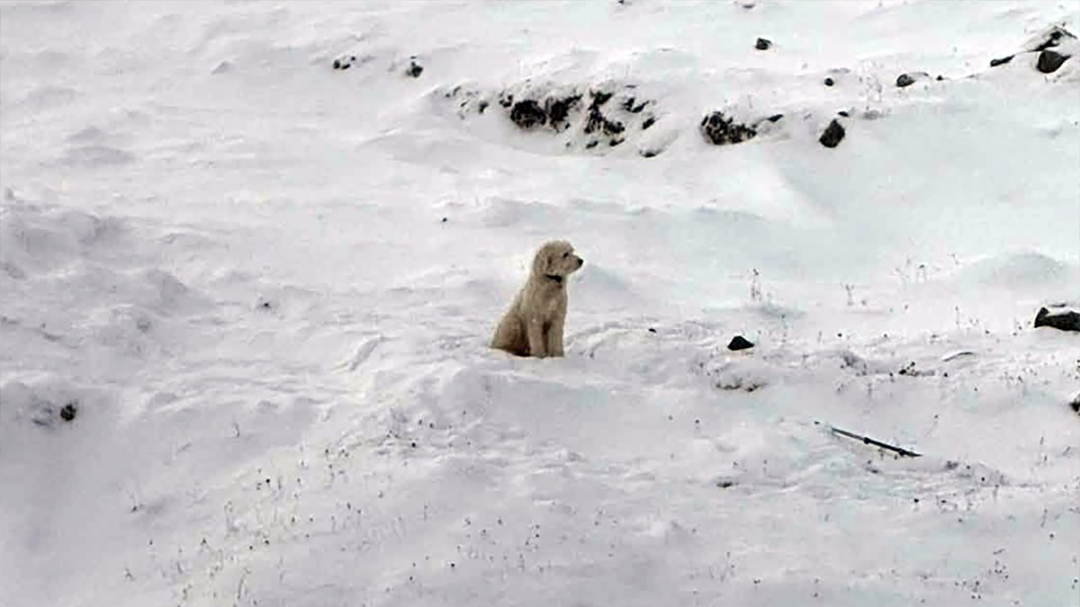アラスカの雪山で50時間。行方不明となった愛犬をAirTagで探り当て奇跡の再会