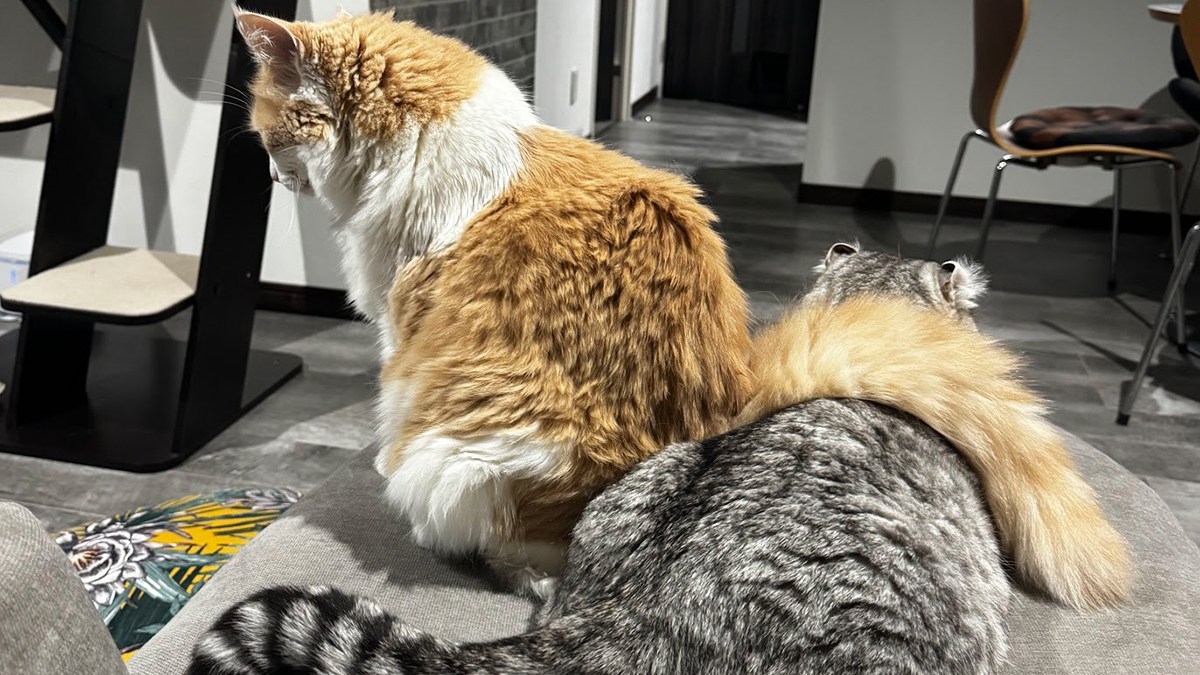 猫と近くで過ごすほど飼い主は元気になる？オキシトシン濃度の連動を初めて確認